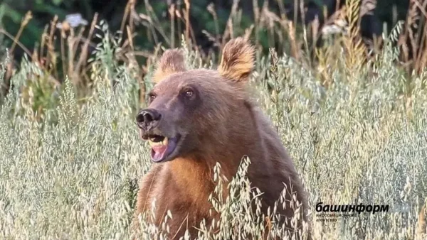 В Башкирии медведи разорили две пасеки